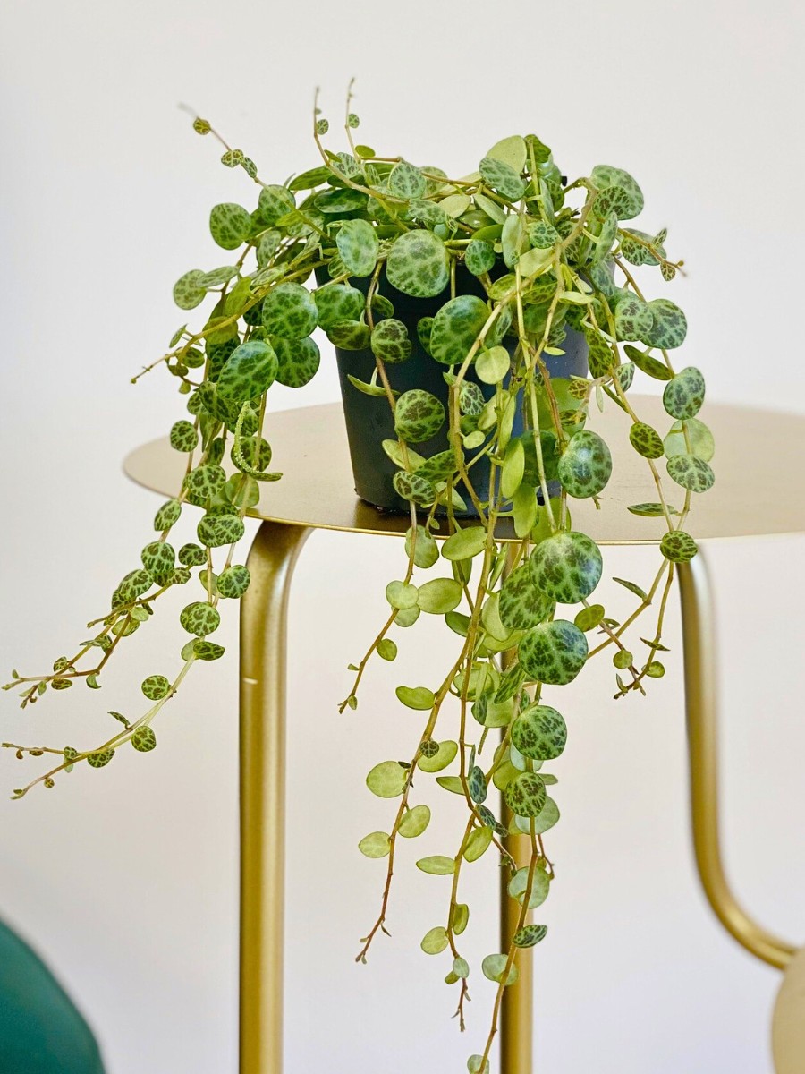 How do you plant string of turtles (Peperomia prostrata) cuttings successfully?