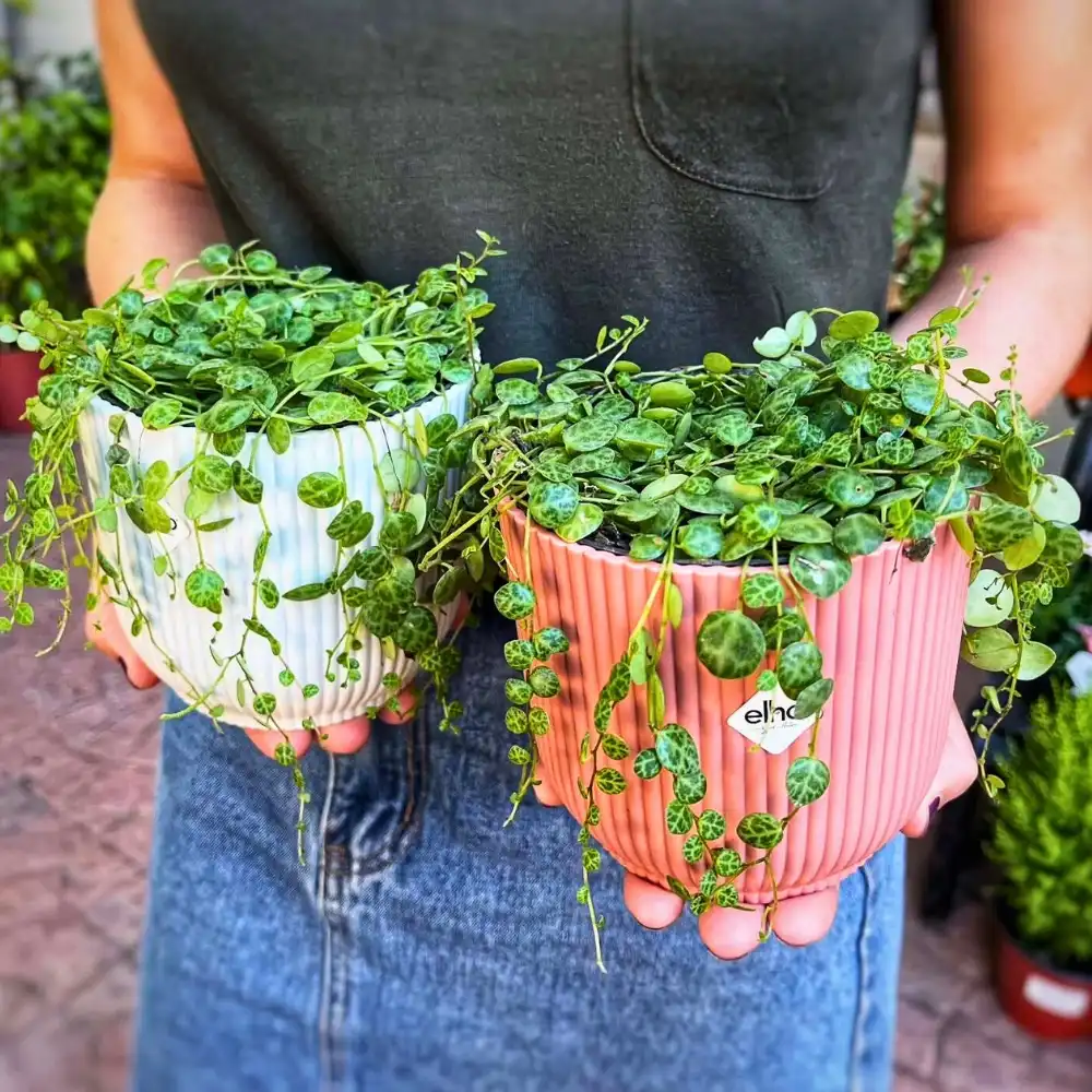 How to Care for String of Turtles Plants Also Called Peperomia Prostrata Is Straightforward When You Understand These Plants. Thursd Article