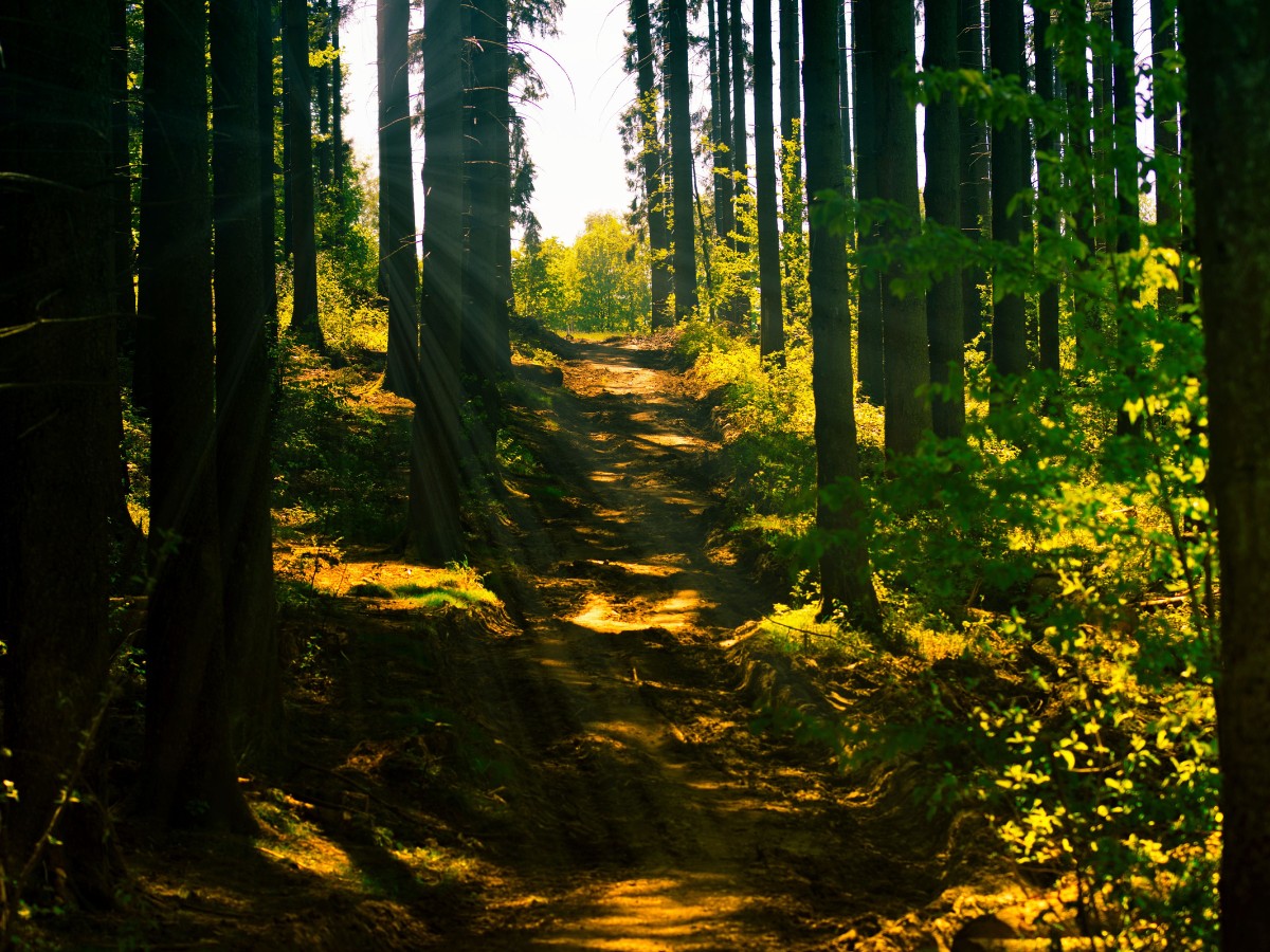 Komorebi: All About Sunlight Leaking Through the Trees and the Delicate Interplay of Light and Shadow in Nature