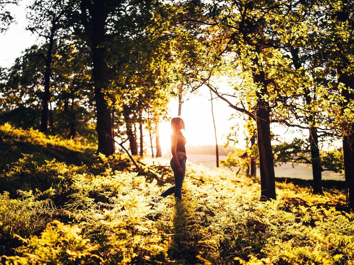 Komorebi - The Tenuous Dance of Sunlight in Nature