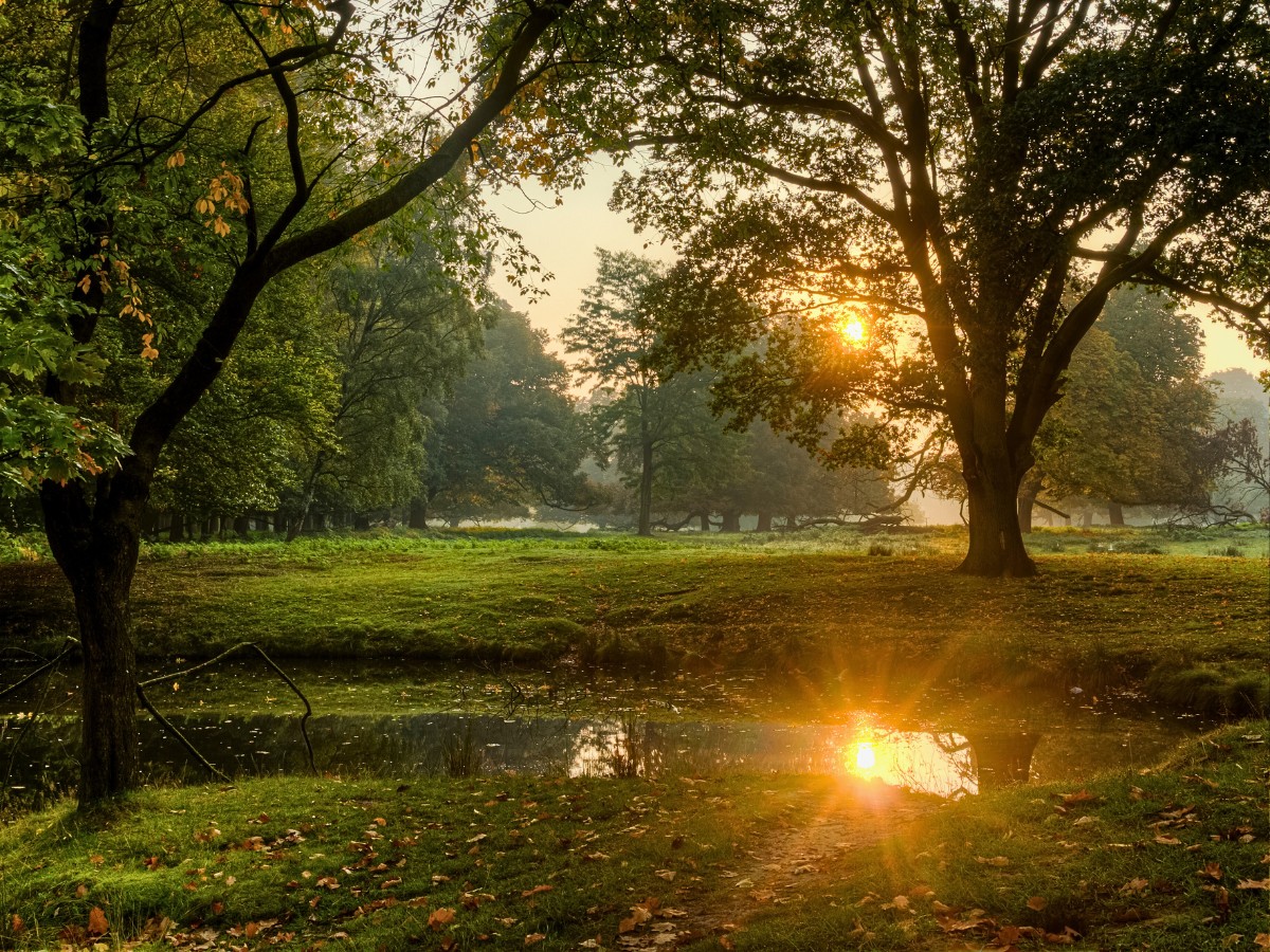 Komorebi: All About Sunlight Leaking Through the Trees and the Delicate Interplay of Light and Shadow in Nature