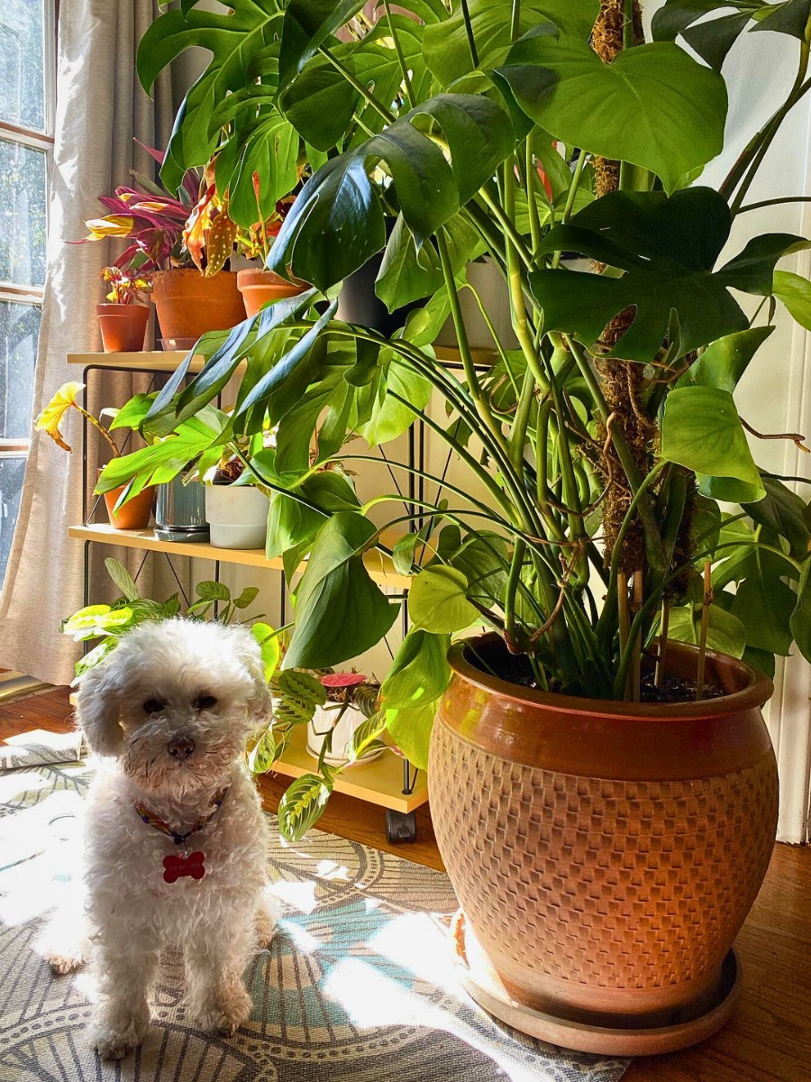 Komorebi: All About Sunlight Leaking Through the Trees and the Delicate Interplay of Light and Shadow in Nature