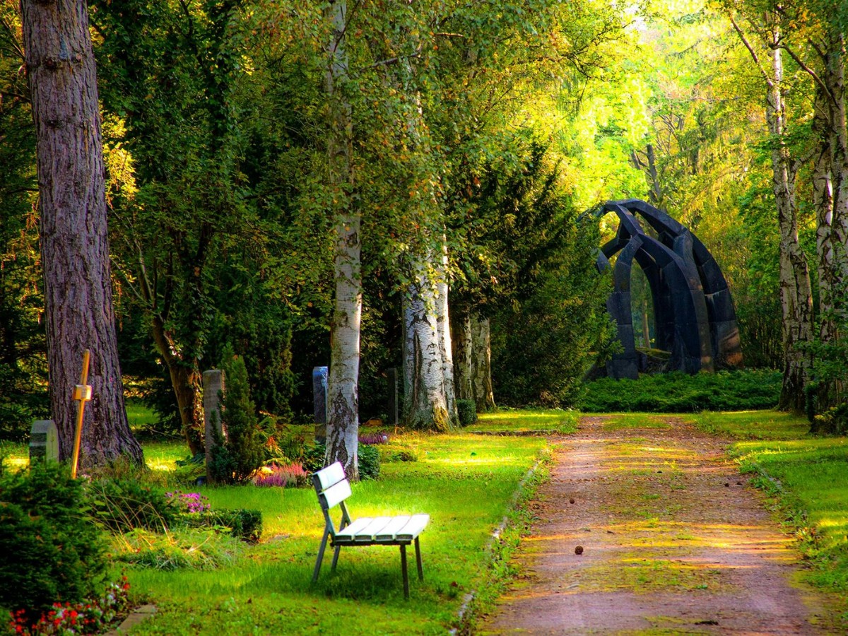 Komorebi: All About Sunlight Leaking Through the Trees and the Delicate Interplay of Light and Shadow in Nature