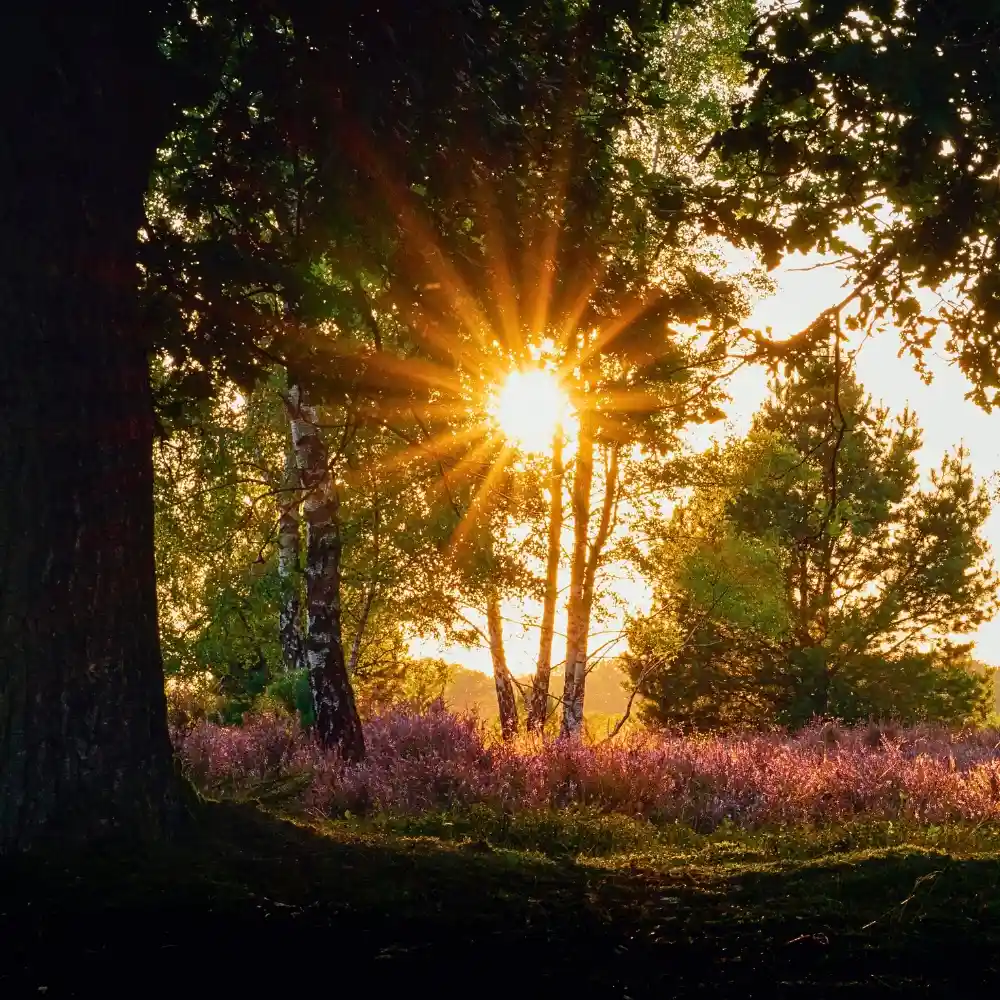 Komorebi: All About Sunlight Leaking Through the Trees and the Delicate Interplay of Light and Shadow in Nature