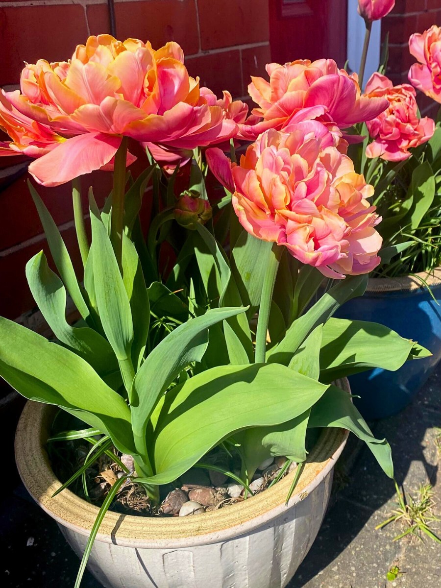 The Science of Spring Blooming and What Triggers Plants to Flower