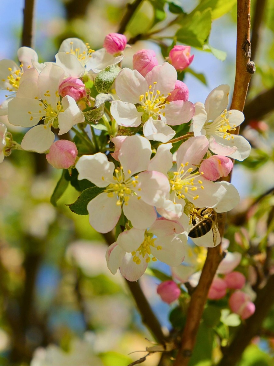 The Science of Spring Blooming and What Triggers Plants to Flower