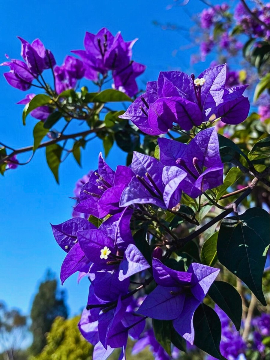 The Science of Spring Blooming and What Triggers Plants to Flower