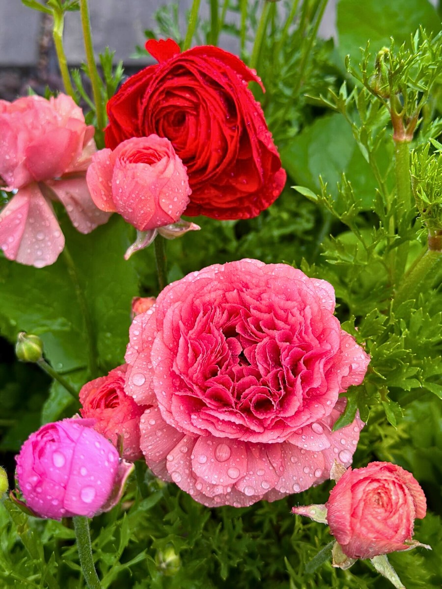 The Science of Spring Blooming and What Triggers Plants to Flower