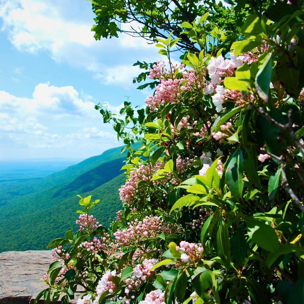 The Science of Spring Blooming and What Triggers Plants to Flower