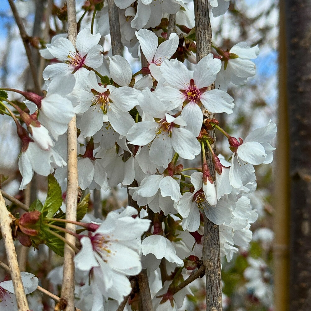 The Science of Spring Blooming and What Triggers Plants to Flower