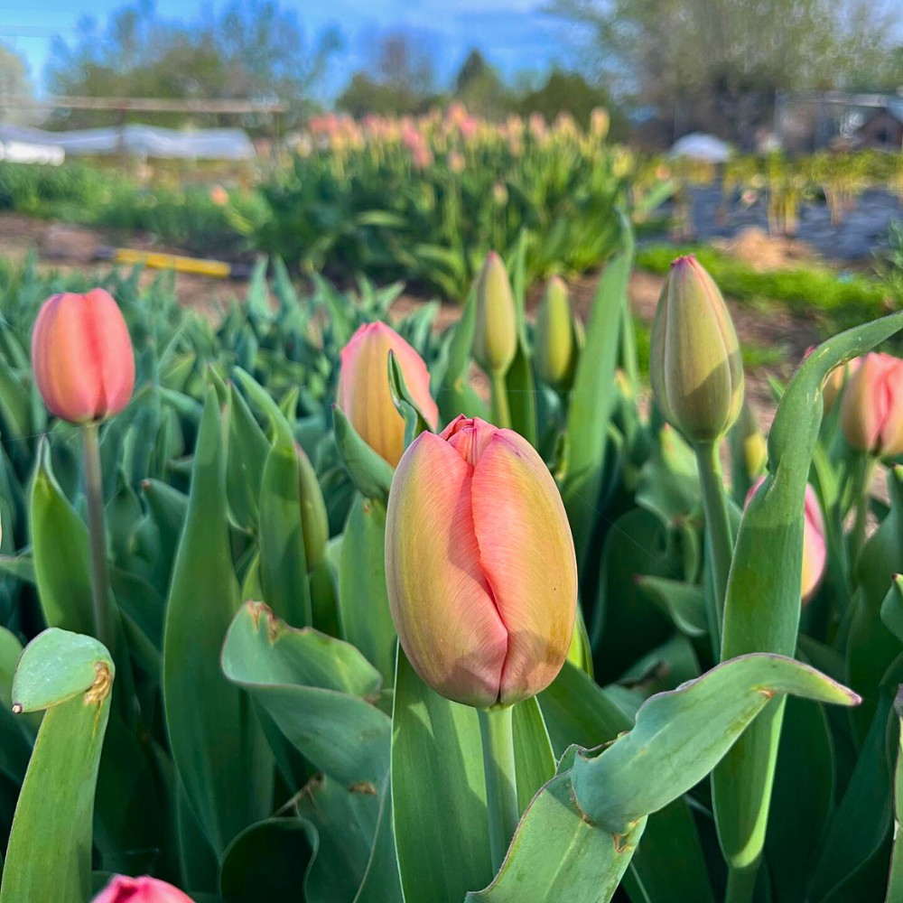 Science of Spring Blooming and What Triggers Plants to Flower