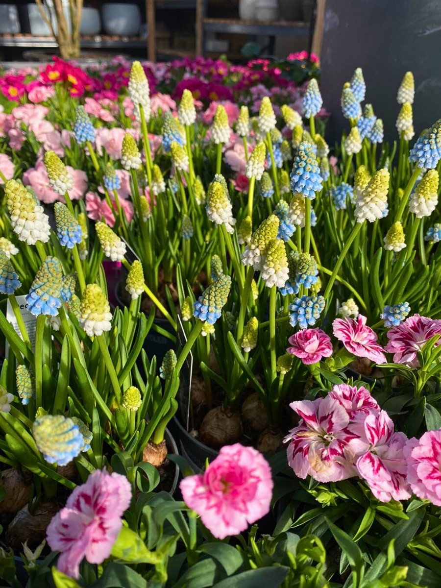 Science of Spring Blooming and What Triggers Plants to Flower