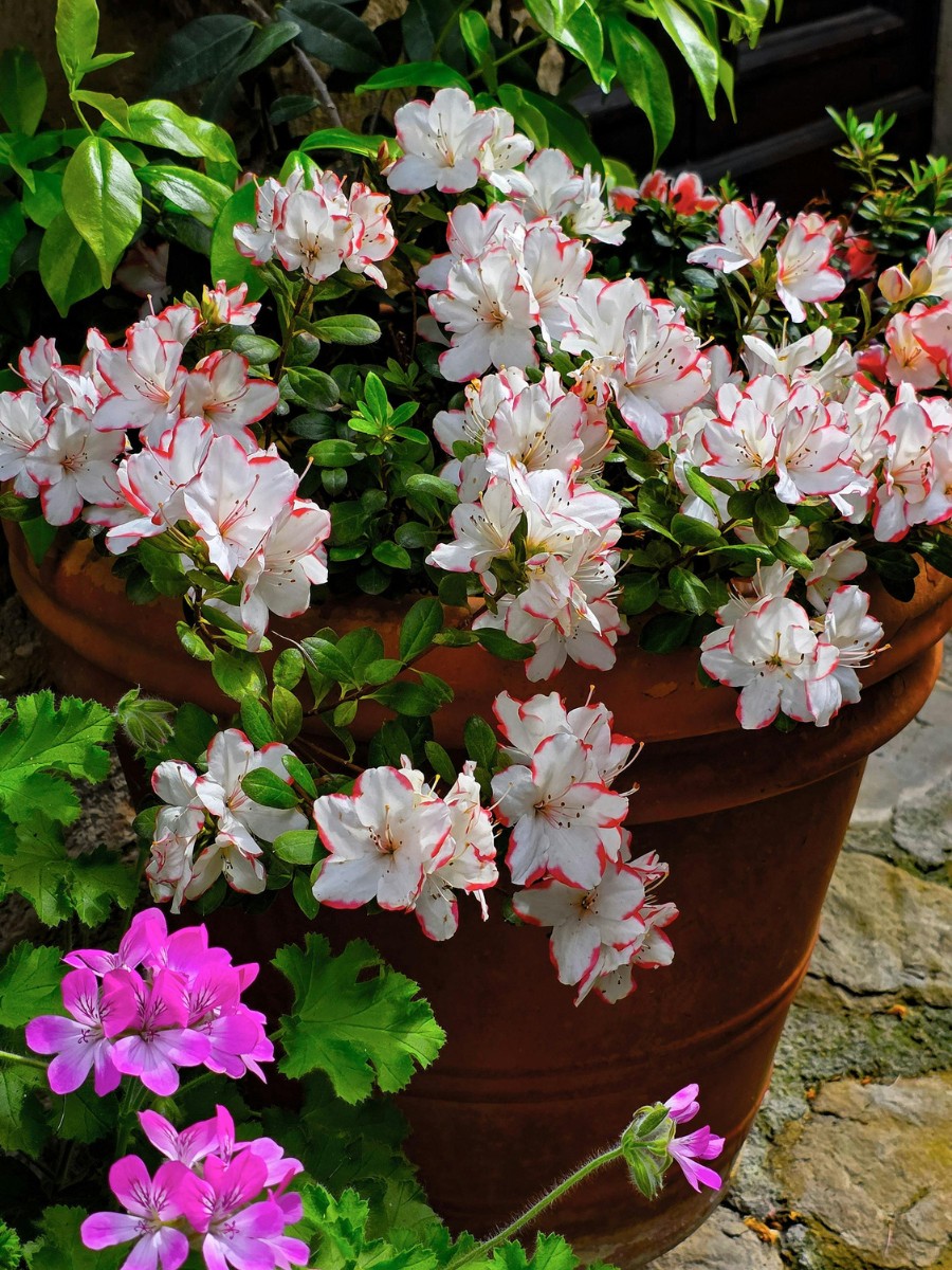 Spring Blooming and What Triggers Plants to Flower