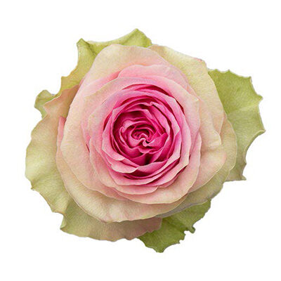 Rose Brigitte Bardot Cut flower on Thursd