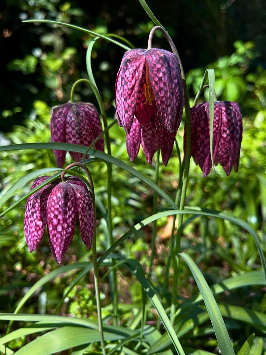 Science of Springtime Blooming and What Triggers Plants to Flower