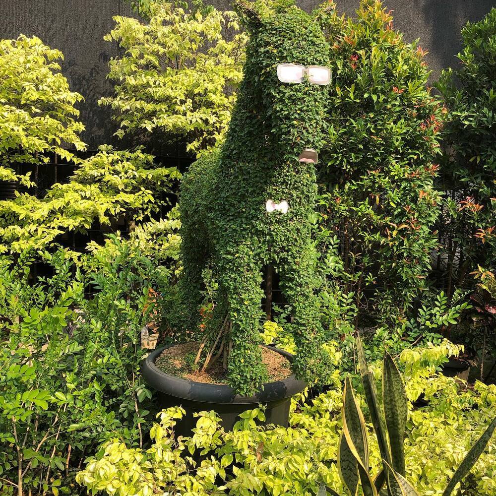 Gardening design with garden plant