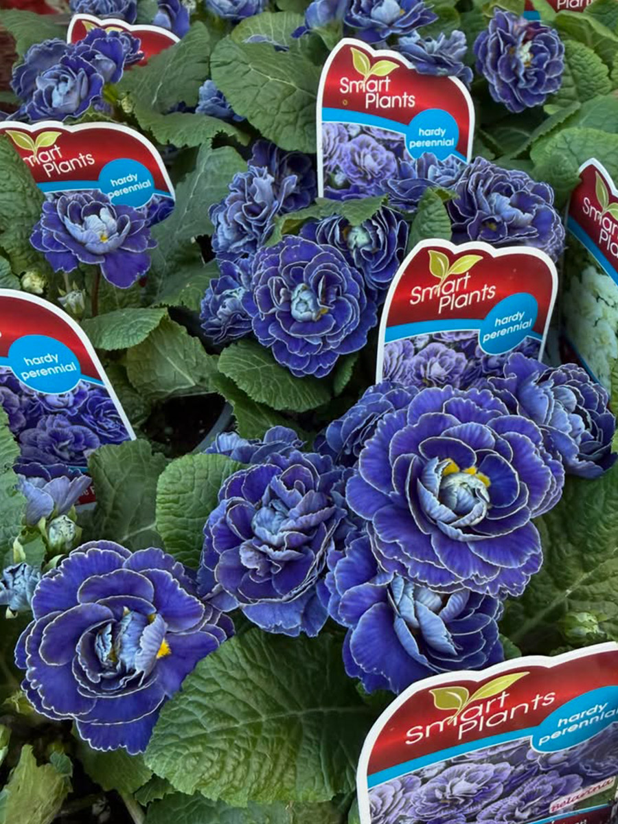 Primula Belarina Baltic Blue by southlandsnurseryvancouver