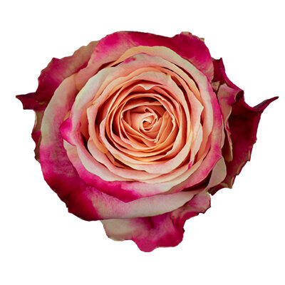 Rose Chapeau Cut flower on Thursd