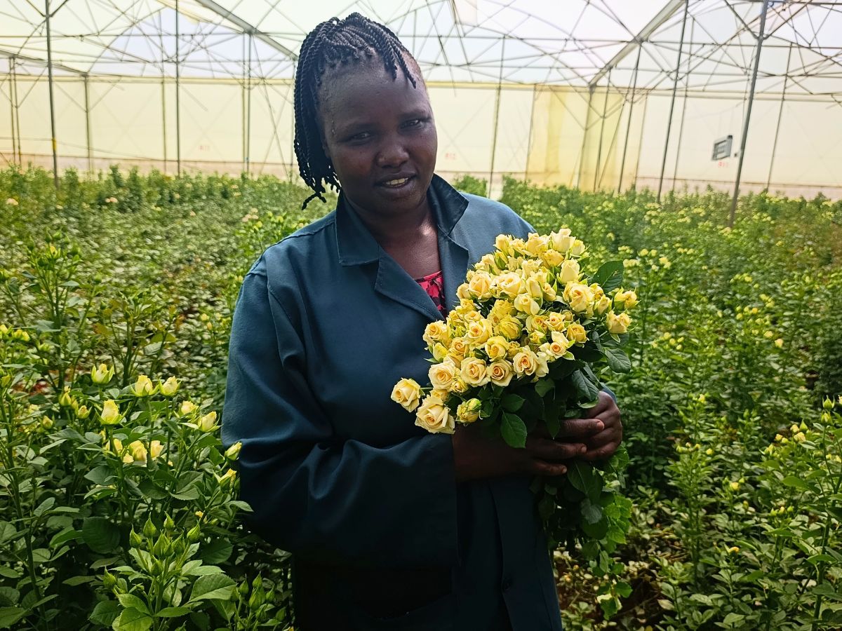 World of Spray Roses