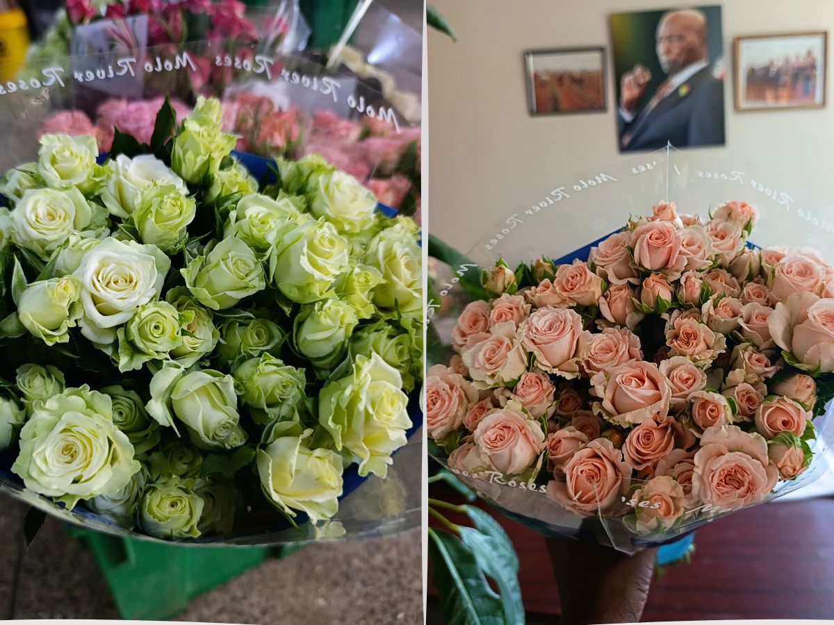 World of Spray Roses