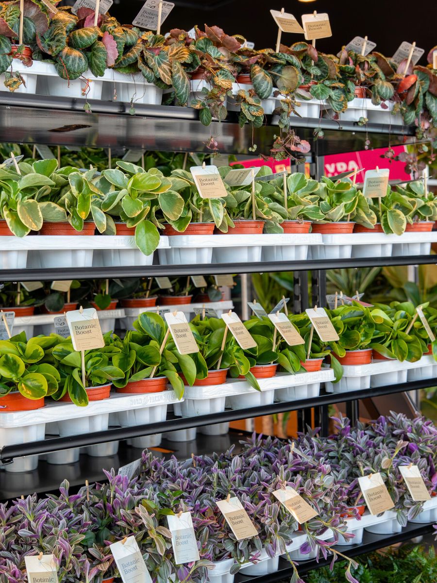 Plants at FloriWorld Plants at FloriWorld