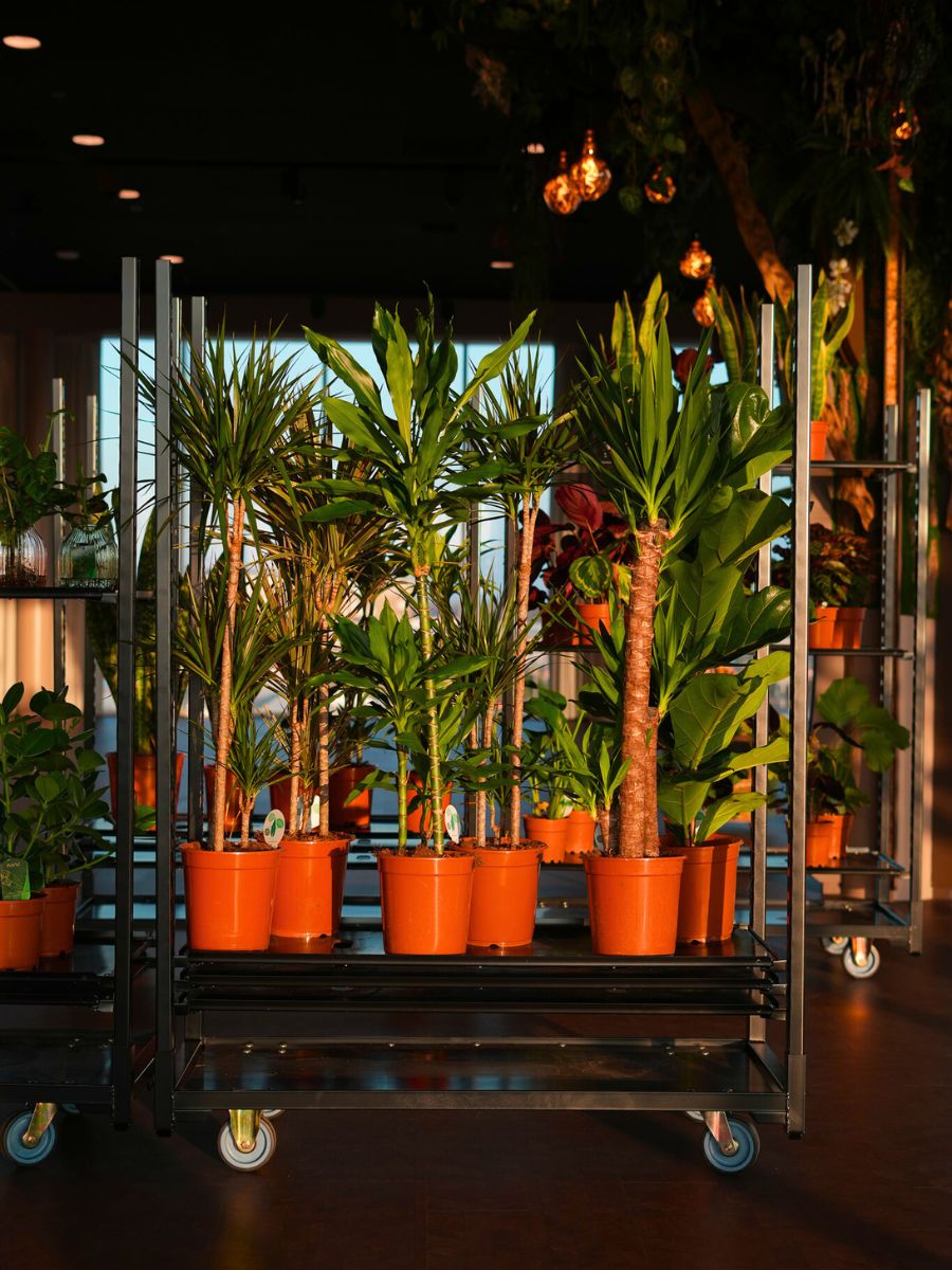 Plants at Sample World by FloriWorld Plants at Sample World by FloriWorld