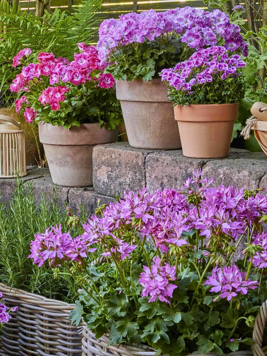 Five Ways to Add Quick Touch of Color to Spring Gardens