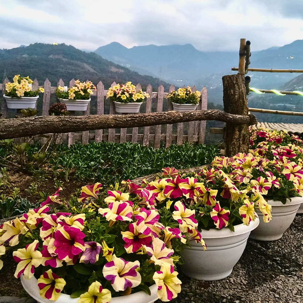 Ways to Add Quick Touch of Color to Spring Gardens