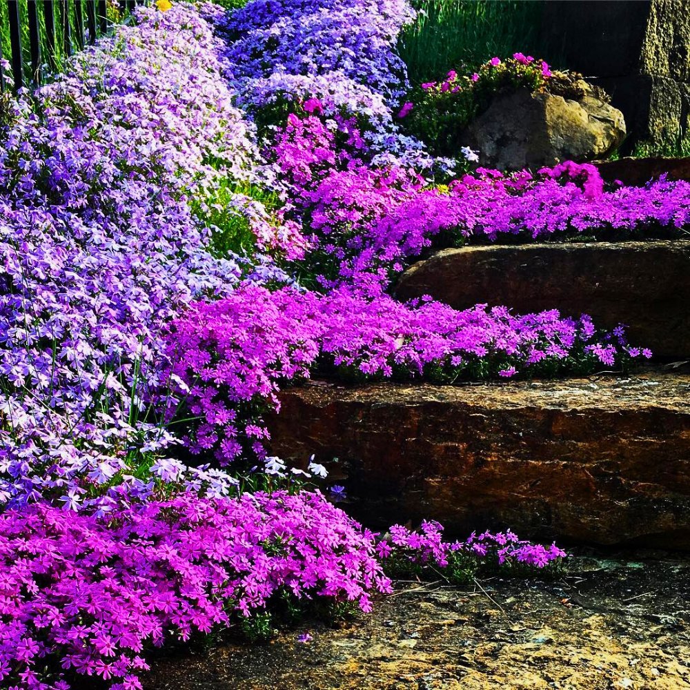 Five Ways to Introduce Color Into Your Spring Garden