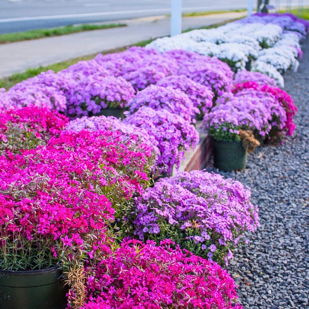 Five Ways to Introduce Color Into Your Spring Garden