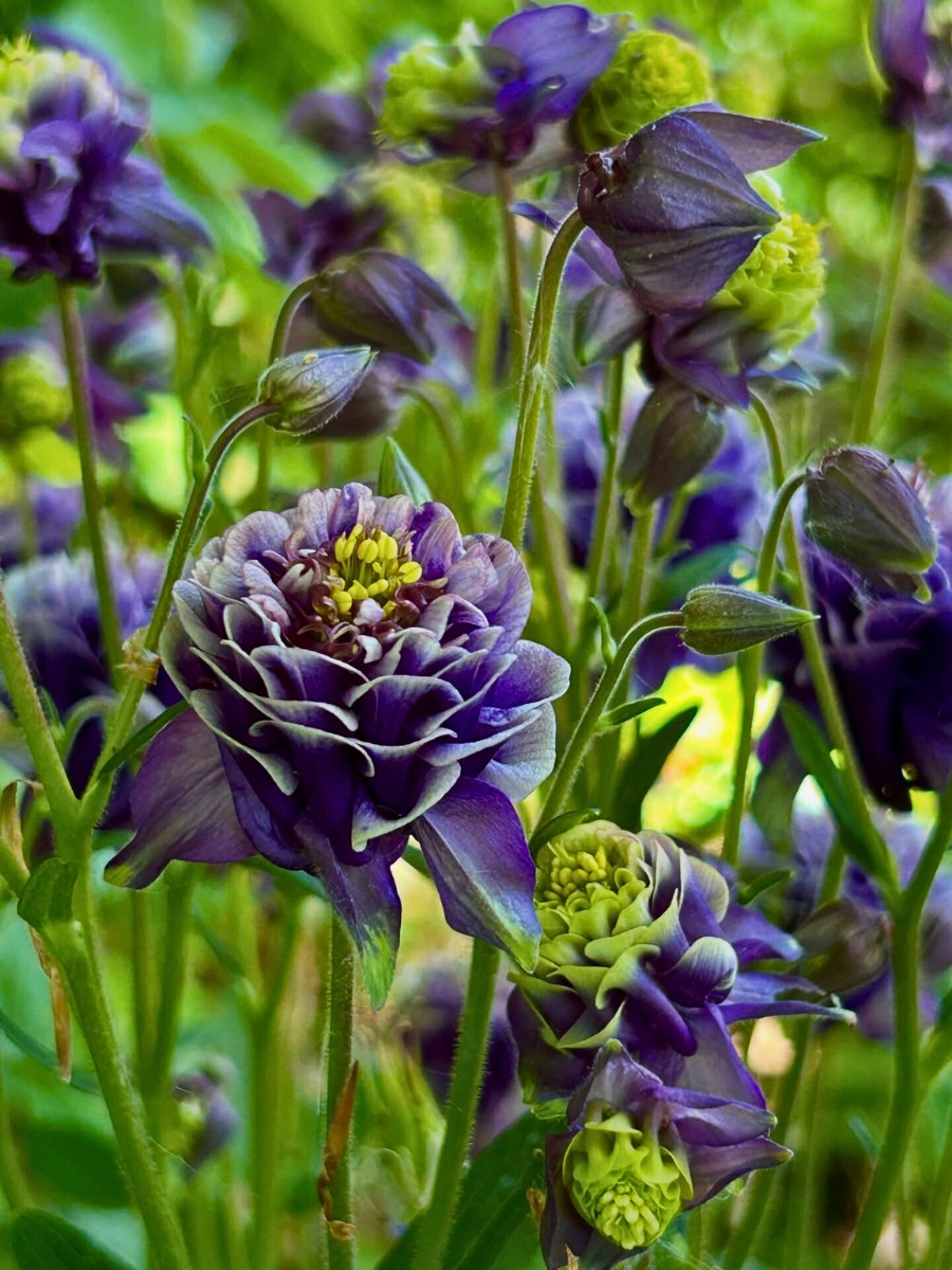 Five Ways to Add Quick Touch of Color to Spring Gardens