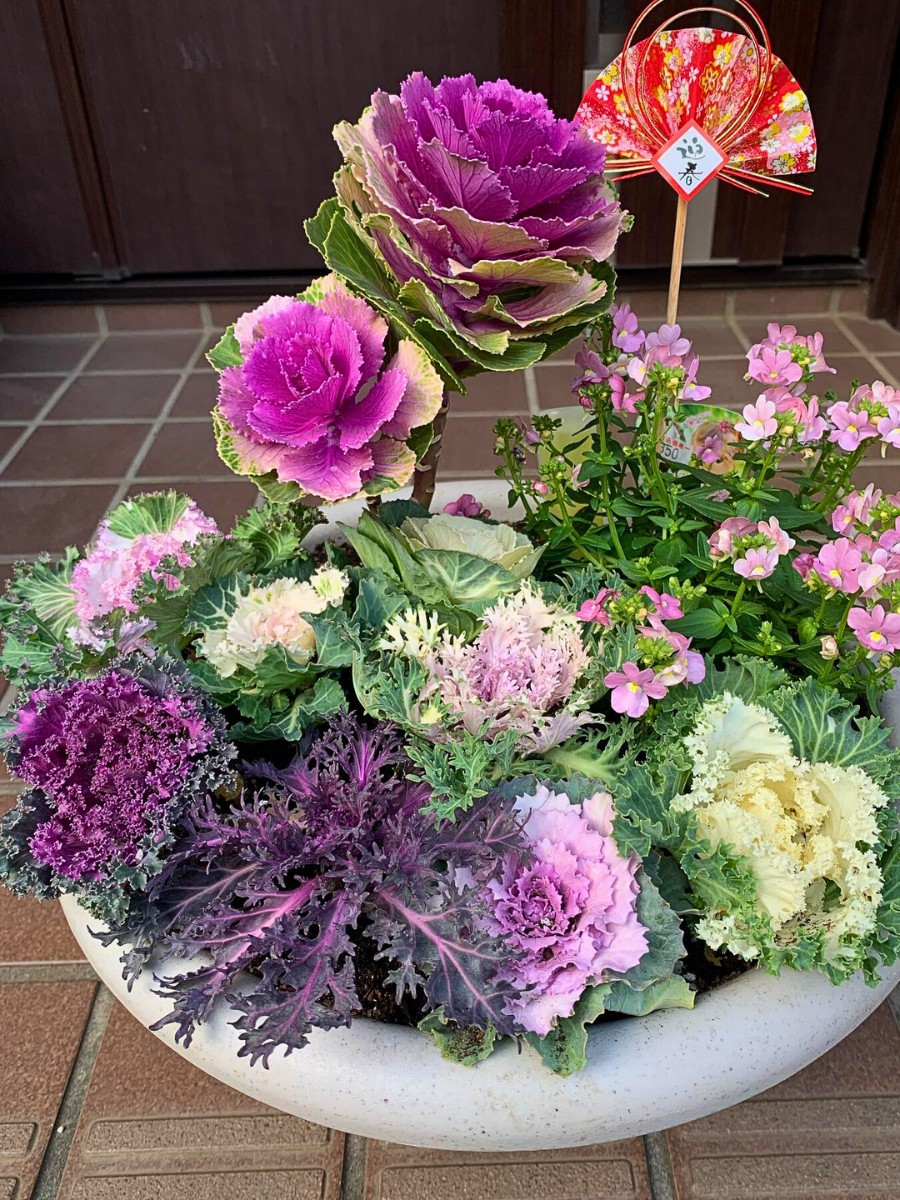 Add Quick Touch of Color to Spring Gardens