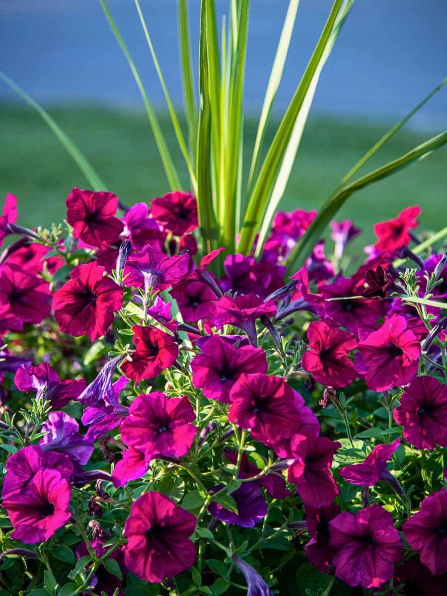 Add Quick Touch of Color to Spring Gardens