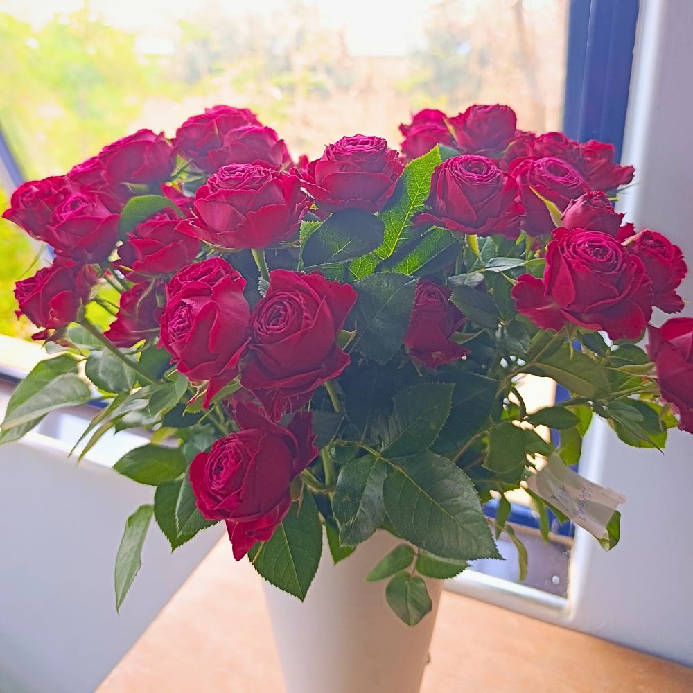 World of Spray Roses