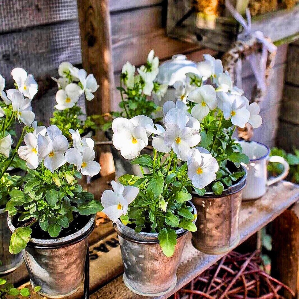 Five Ways to Add Quick Touch of Color to Spring Gardens