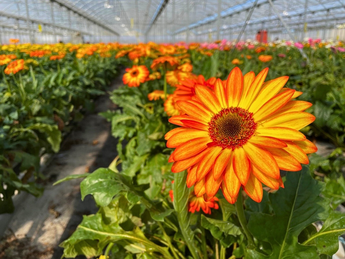 AIPH Convenes Ornamental Horticulture Leaders at Sydney Conference to Discuss Industry Issues