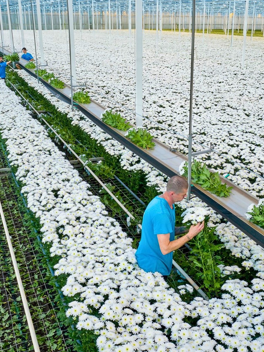 AIPH Convenes Ornamental Horticulture Leaders at Sydney Conference to Discuss Industry Issues