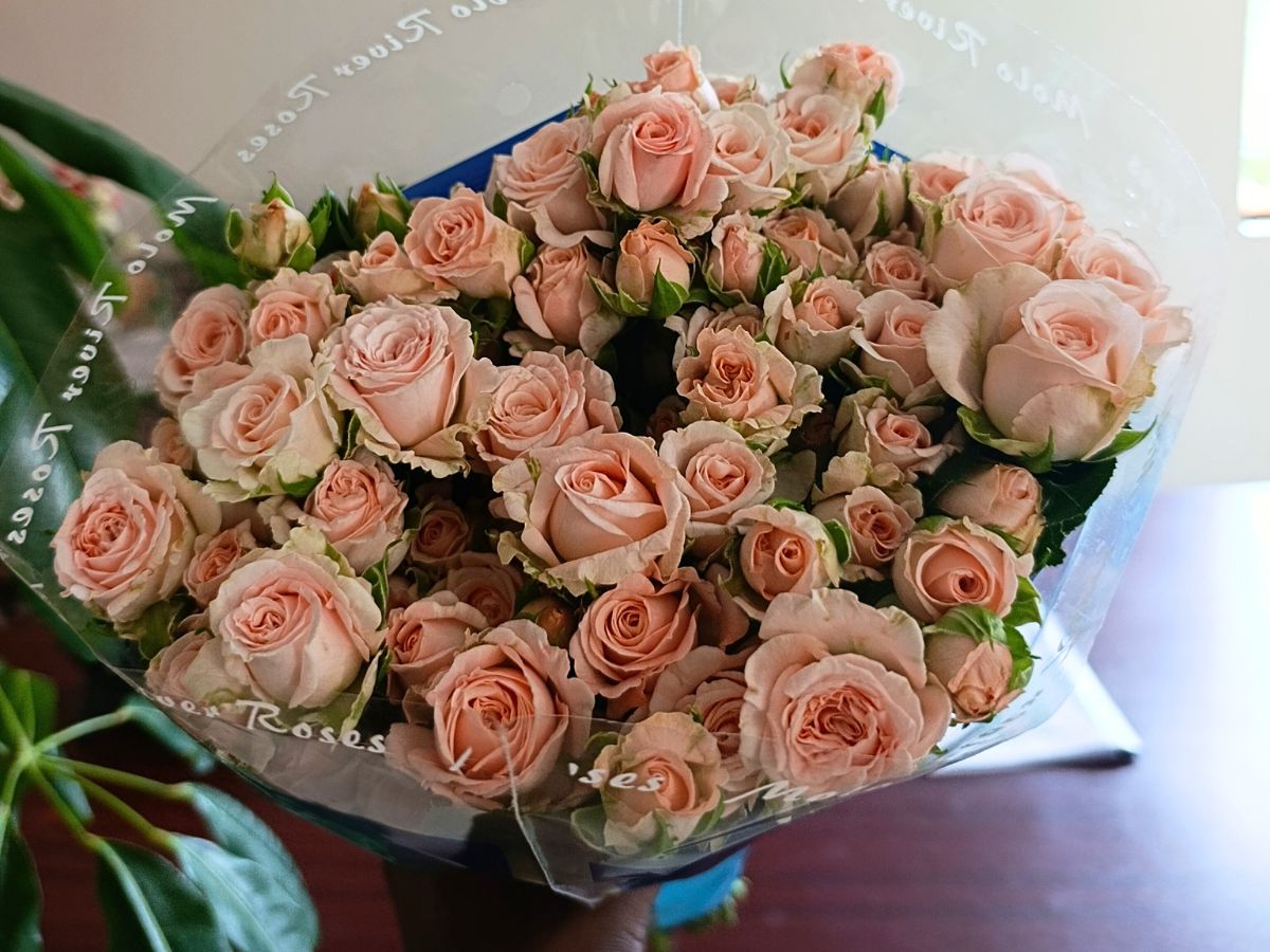 World of Spray Roses