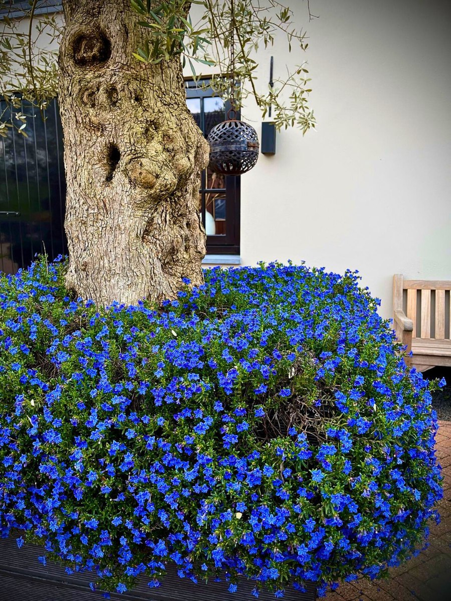 How to grow Lithodora