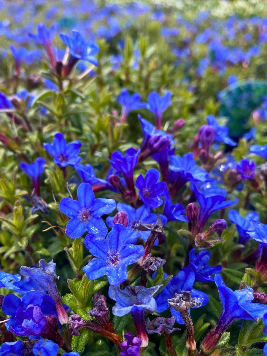 Lithodora is one of those plants that bloom with intense blue flowers without a fuss.