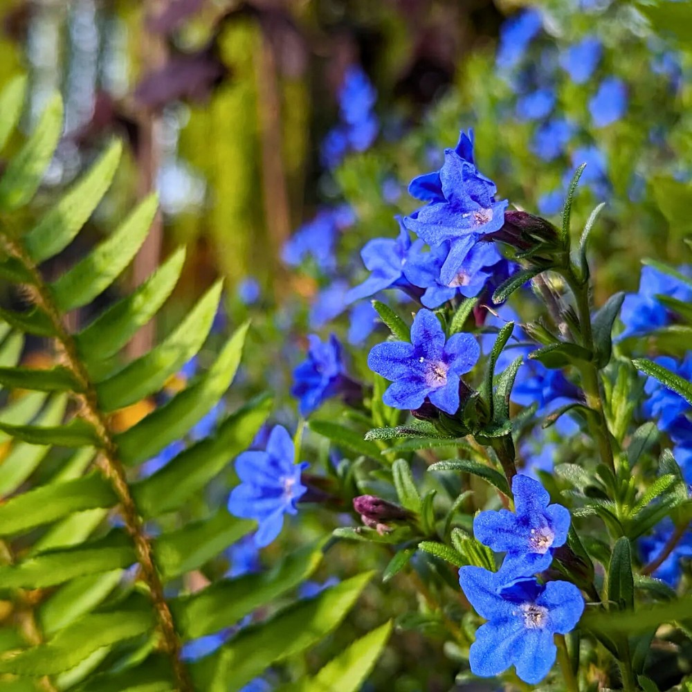 What is lithodora Grace Ward?