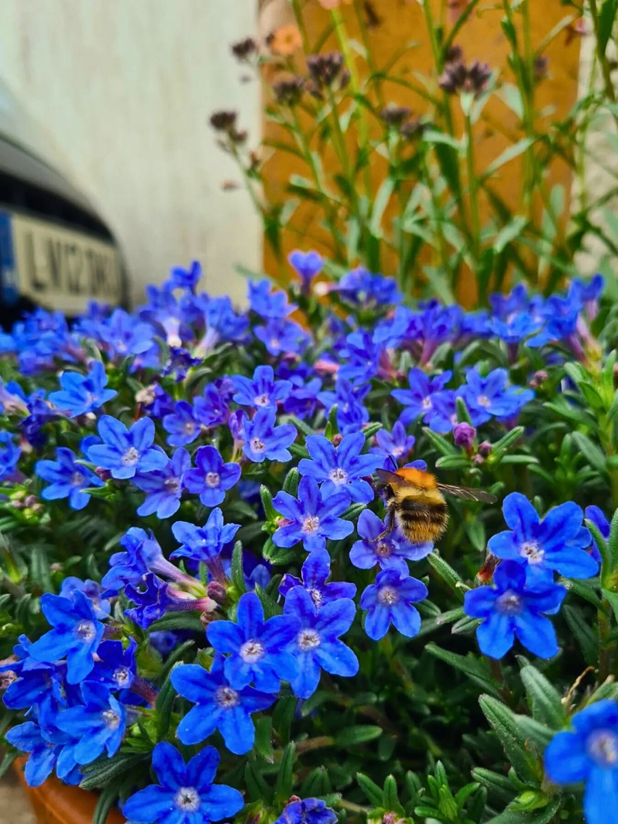 What's the difference between lithodora grace ward and lithodora heavenly blue plant varieties?
