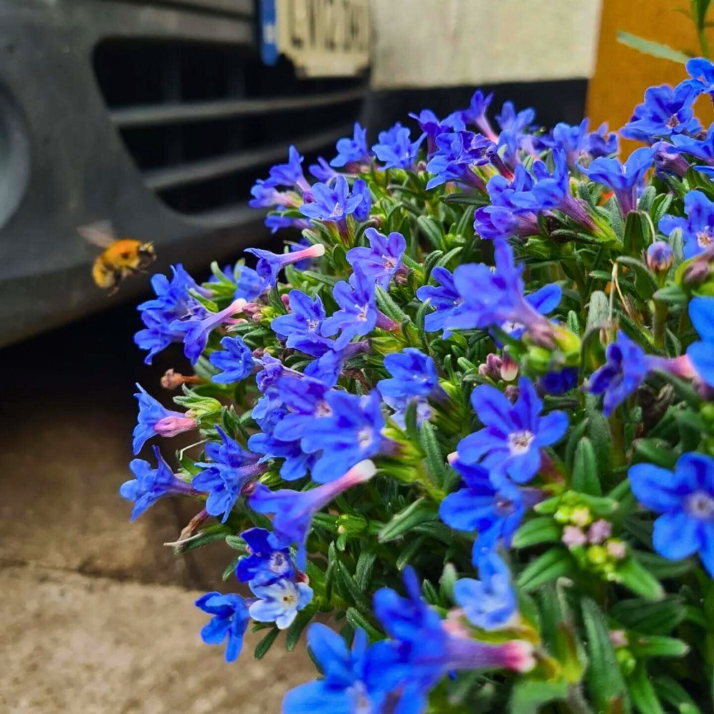What's the difference between lithodora grace ward and lithodora heavenly blue plant varieties?