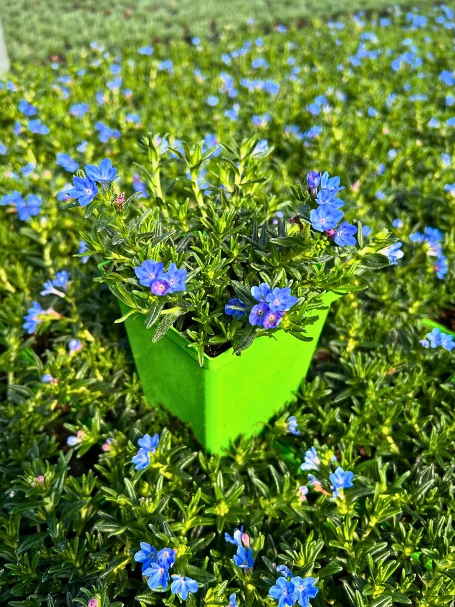 Can I grow lithodora in containers?