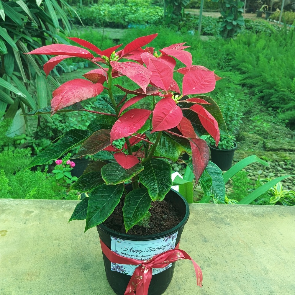 Small plant wrapped for gifting