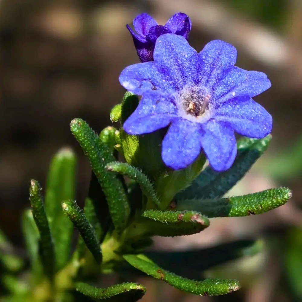 Growing Lithodora: Answering Questions, Like Do Deer Eat Lithodora? Does Lithodora Spread? How to Propagate Lithodora and How Fast Does Lithodora Spread?