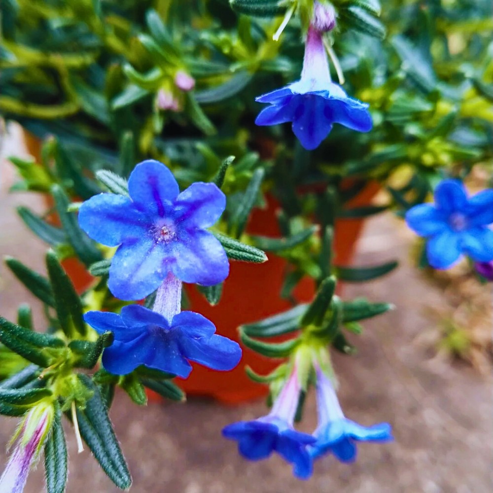 Growing Lithodora: Answering Questions, Like Do Deer Eat Lithodora? Does Lithodora Spread? How to Propagate Lithodora and How Fast Does Lithodora Spread?