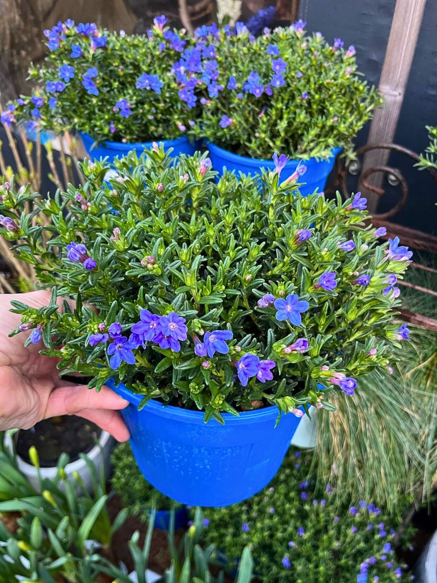 Growing Lithodora: Answering Questions, Like Do Deer Eat Lithodora? Does Lithodora Spread? How to Propagate Lithodora and How Fast Does Lithodora Spread?