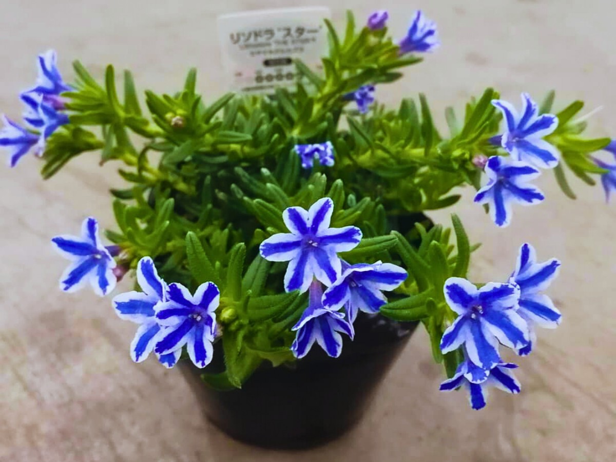 Growing Lithodora: Answering Questions, Like Do Deer Eat Lithodora? Does Lithodora Spread? How to Propagate Lithodora and How Fast Does Lithodora Spread?