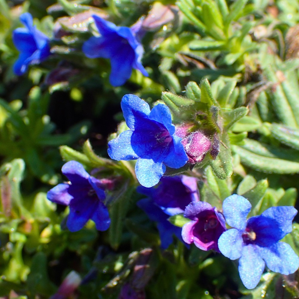 Growing Lithodora: Answering Questions, Like Do Deer Eat Lithodora? Does Lithodora Spread? How to Propagate Lithodora and How Fast Does Lithodora Spread?